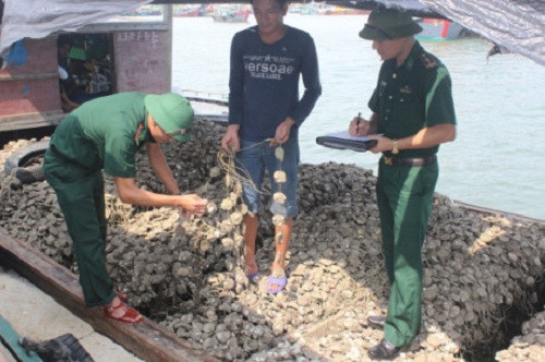 Quảng Ninh: Thu giữ và tiêu hủy 10 tấn hàu giống nhập lậu tại Móng Cái