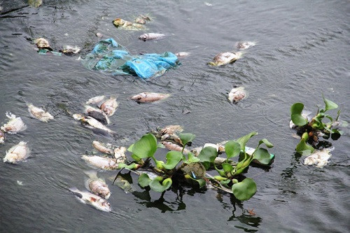 Quảng Nam: Cá chết nổi đầy hồ Nguyễn Du, chính quyền vẫn chưa kiểm tra