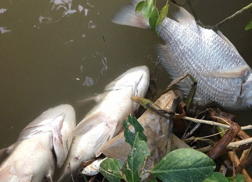 Nghệ An: Cá chết bất thường trên sông Hoàng Mai