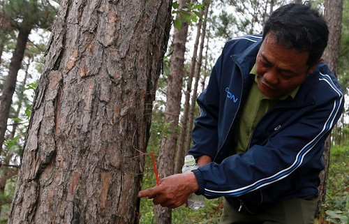 Lâm Đồng: 210 cây thông chết đứng do thuốc diệt cỏ