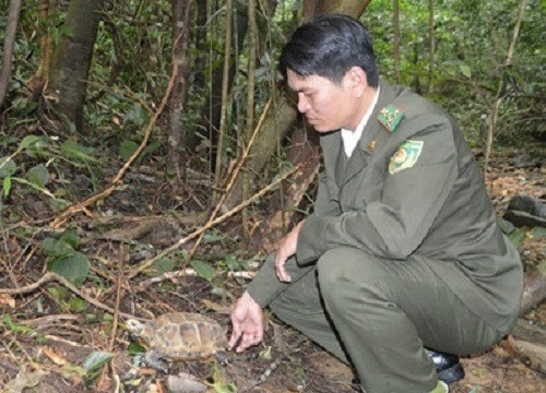 Thừa Thiên – Huế: Thả về tự nhiên cá thể Rùa Núi viền quý hiếm