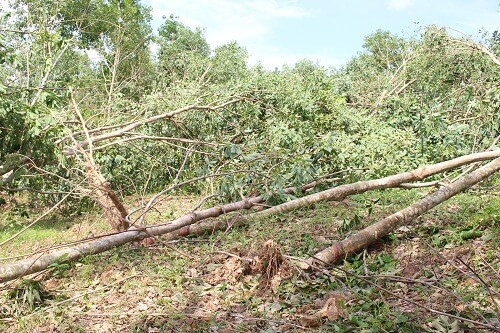 Quảng Bình: Tận thu gỗ rừng trồng bị gãy, đổ do bão số 10