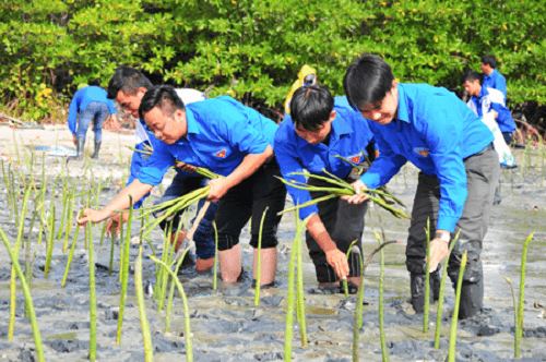 Khánh Hòa trồng thêm 400 ha rừng ngập mặn vùng ven biển