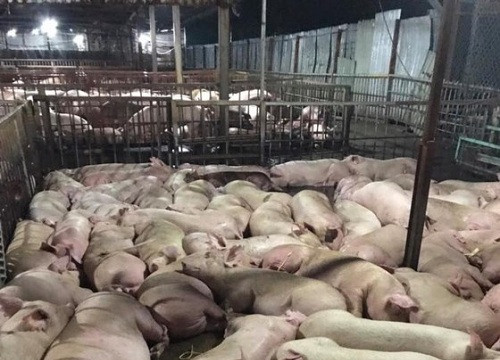 Hơn 5.000 con lợn bị tiêm thuốc an thần trước khi giết mổ tại TP.Hồ Chí Minh