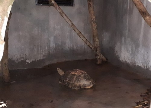 Nghệ An: Thả cụ rùa trong sách đỏ về Vườn quốc gia Pù Mát