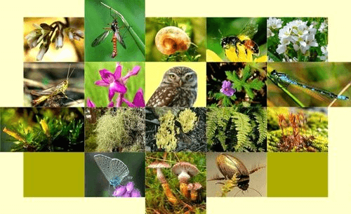 Bạc Liêu: Triển khai quy hoạch bảo tồn đa dạng sinh học