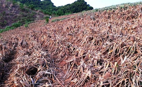 Thanh Hóa: 24.000 cây dứa bị hủy hoại trong đêm thiệt hại hàng trăm triệu đồng