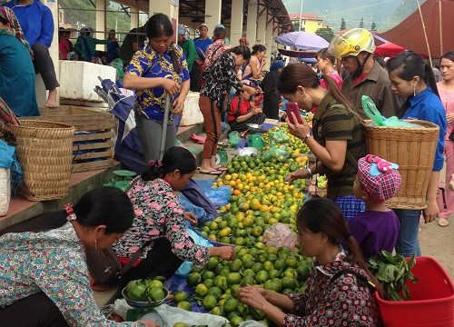 Lào Cai: Huyện Mường Khương hơn 100 ha quýt vào vụ thu hoạch