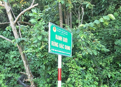 Đà Nẵng: Khu bảo tồn thiên nhiên Sơn Trà bị xâm hại mới cắm biển ranh giới