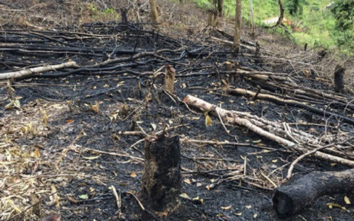 Liên tiếp xảy ra các vụ phá rừng đặc dụng tại xã Pá Khoang, Điện Biên