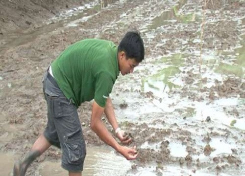 Kiên Giang: Gần 500 ha lúa bị ốc bươu vàng cắn phá khu vực U Minh Thượng