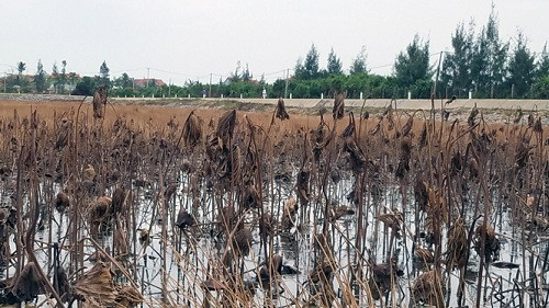 Quảng Bình: Nhiều diện tích đồng ruộng nhiễm mặn sau bão số 10