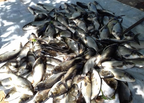 Thừa Thiên-Huế: Cá chết trên sông Đại Giang do thiếu oxy