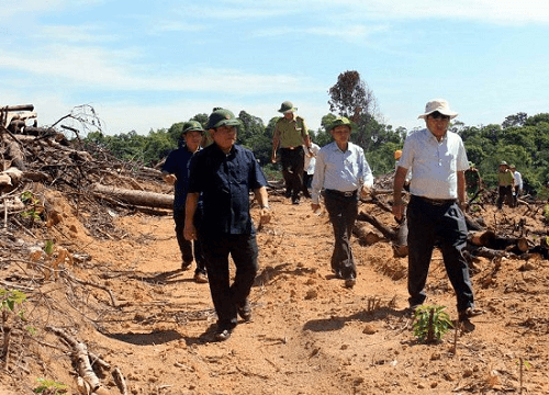 Bình Định: Rừng phòng hộ tiếp tục bị “chảy máu” tại huyện Hoài Ân