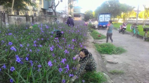 Phụ nữ Tân Giang (TP Hà Tĩnh): Chung tay bảo vệ môi trường