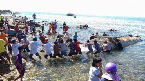 Kiên Giang phát hiện xác cá voi chết trôi dạt trên bờ biển