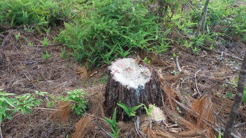 TP – Huế: Gần 3000m2 rừng thông đặc dụng bị phá tan hoang