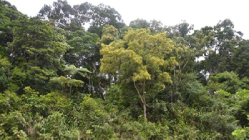 Quảng Bình thành lập Qũy bảo vệ và phát triển rừng
