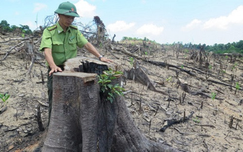 Bình Định: Bắt Giám đốc chủ mưu phá rừng