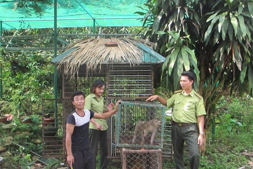 Lào Cai: Người dân hiến tặng 2 cá thể khỉ vàng quý hiếm cho Vườn quốc gia Hoàng Liên