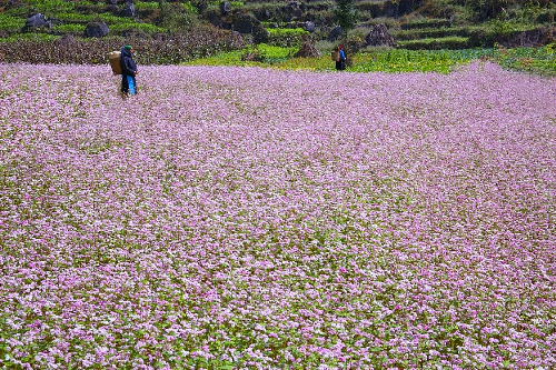 Hà Giang: Huyện Đồng Văn trồng 550 ha hoa tam giác mạch phục vụ lễ hội