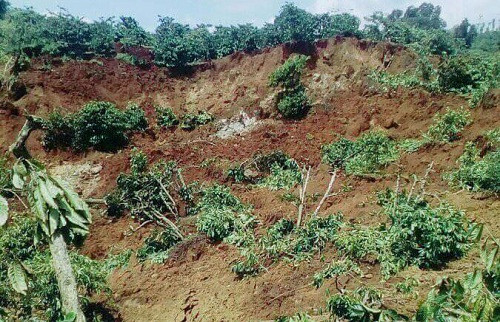 Lâm Đồng: Sạt lở đất vùi lấp hơn 10 ha đất trồng cà phê