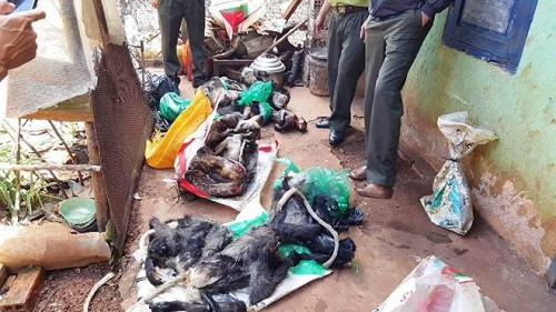Lâm Đồng: Phát hiện 16 con vọoc và khỉ hoang dã trong quán thịt chó