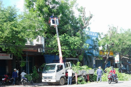 Bình Định: Nhiều địa phương tiến hành cắt tỉa cây xanh trước mùa mưa bão