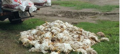 Bình Phước: Bắt giữ xe tải chở gần 1 tấn gà chết
