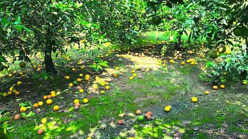 Nghệ An: Người trồng cam điêu đứng sau trận lũ lịch sử