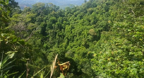 Thanh Hóa: Bảo vệ rừng, ngăn chặn tình trạng phá rừng tự nhiên để trồng rừng