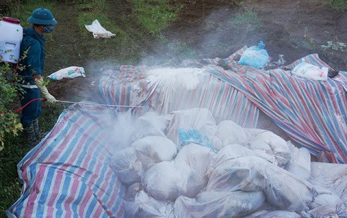 Thanh Hóa: Hoàn thành tiêu hủy 6000 con lợn chết do lũ