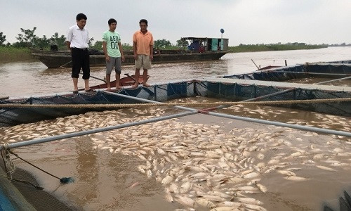Thái Bình: Người nuôi cá lồng trên sông Hồng mất trắng do mưa lũ