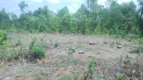 Thừa Thiên – Huế: Khởi tố bị can phá 3.000 m2 rừng thông đặc dụng