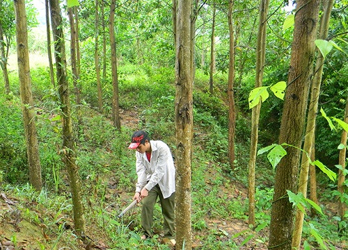 Quảng Bình: Huyện Lệ Thủy trồng mới hơn 700 ha rừng tập trung