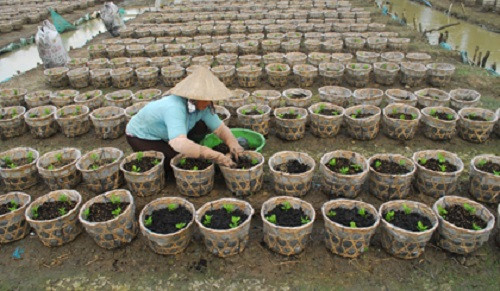 Tiền Giang: Hoa màu, cây trái thiệt hại nặng sau mưa
