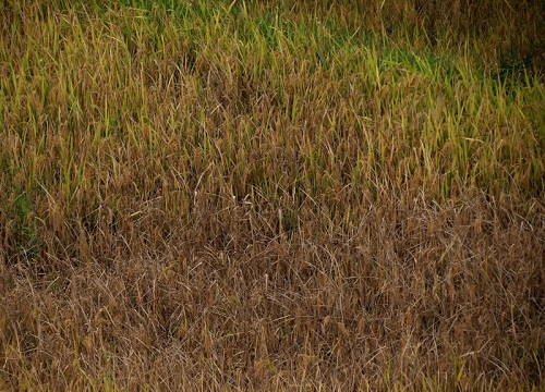 Bắc Kạn nhiều địa phương bị bệnh lùn sọc đen hại lúa