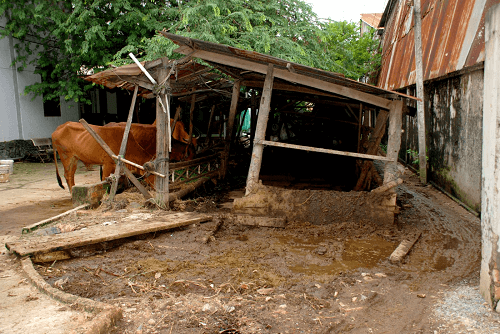 Tây Ninh: Hộ dân nuôi bò trong khu dân cư gây ô nhiễm môi trường