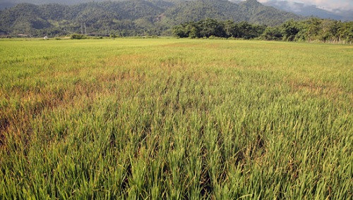Nghệ An: Bệnh lùn sọc đen làm mất trắng trên 1.400 ha lúa mùa