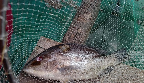 Thừa Thiên – Huế: Cá chết ở đầm Lăng Cô do pH cao