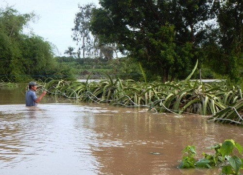 Bình Thuận: Lũ trên sông Mương Mán làm ngập hàng trăm ha thanh long