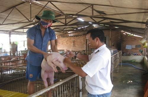 Quảng Bình: Tăng cường phòng, chống bệnh lở mồm long móng gia súc