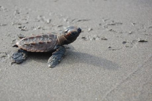 Hàng trăm xác rùa trôi nổi ngoài khơi El Salvador