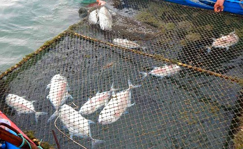 Cá lồng đầm Lập An chết hàng loạt nghi do nhiễm độc chất xả thải thi công