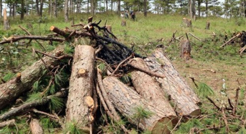 Bắt nhóm đối tượng triệt hạ 19 cây thông tự nhiên ở Ðà Lạt