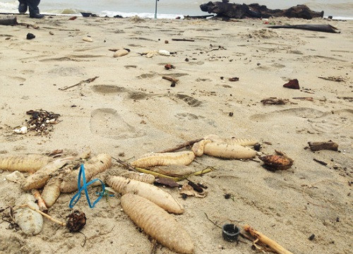 Hải sâm biển chết hàng loạt dạt vào bờ biển Cửa Đại