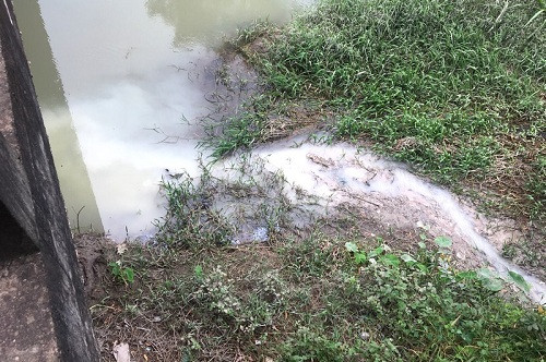 Tây Ninh: Lò sản xuất mì gấm xả nước thải gây ô nhiễm môi trường