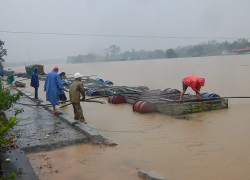 Bất chấp lũ dữ trên sông Bồ, người dân liều mình cứu cá