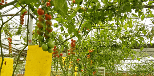 Cận cảnh vườn cà chua siêu năng suất tại Đà Lạt