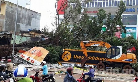 Đắk Lắk: Sau bão số 12, cây cổ thụ bật gốc